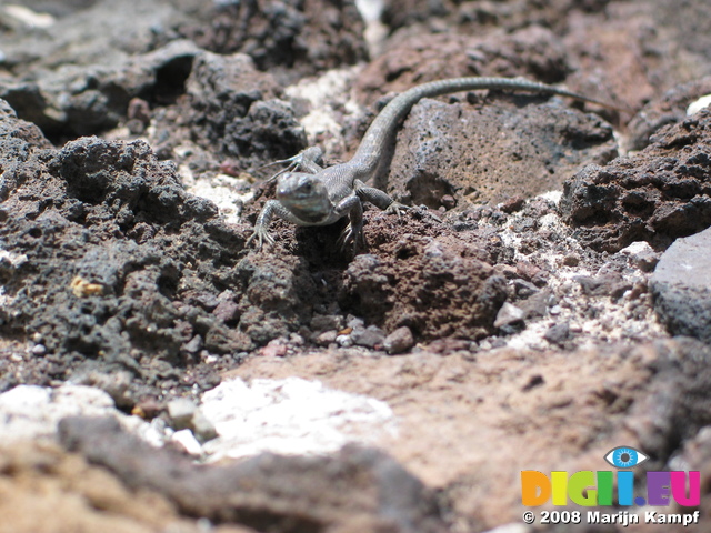 28010 Lizard on volcanic rocks